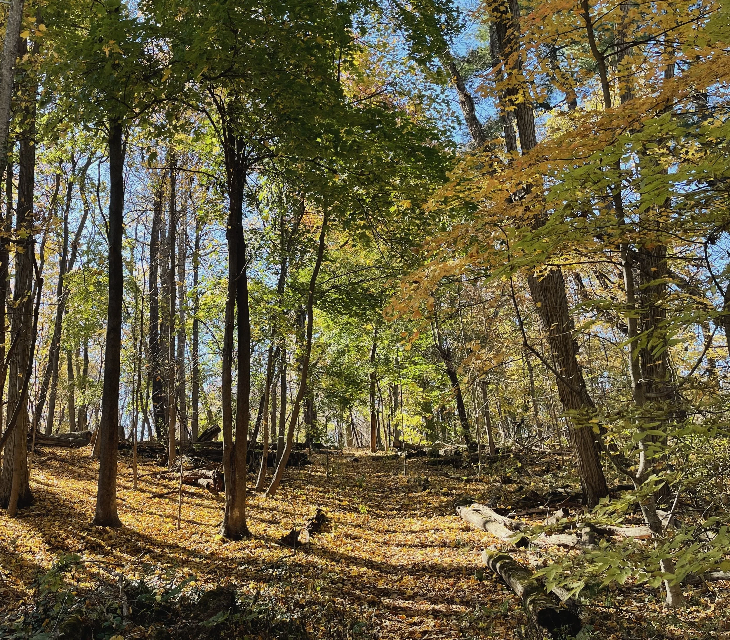 Visit the Forest — Friends of the Drew Forest